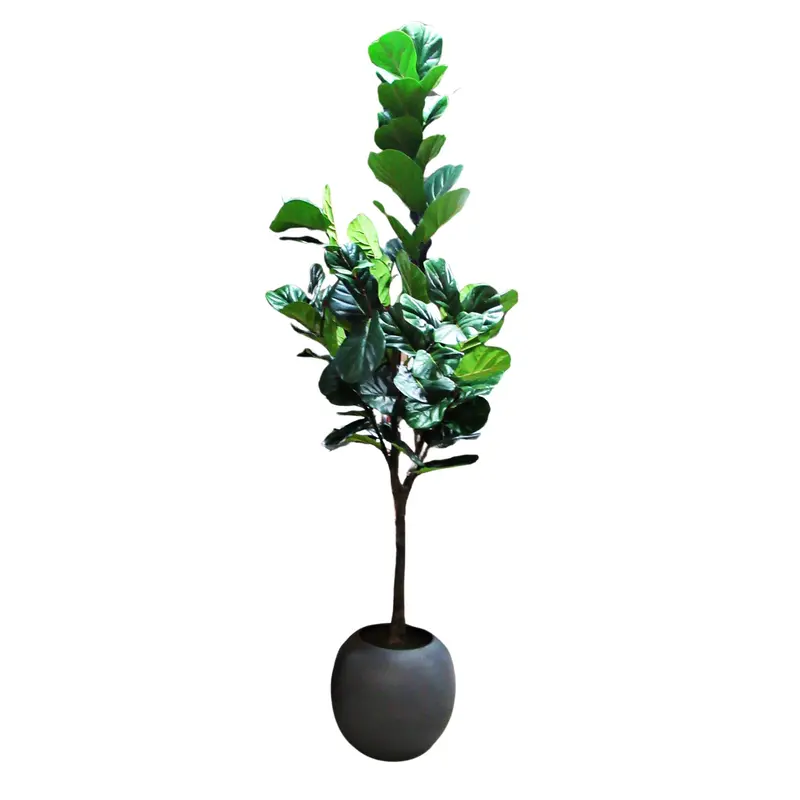 Faux 10-Foot Fiddle Leaf Fig Tree With Decorative Planter 1