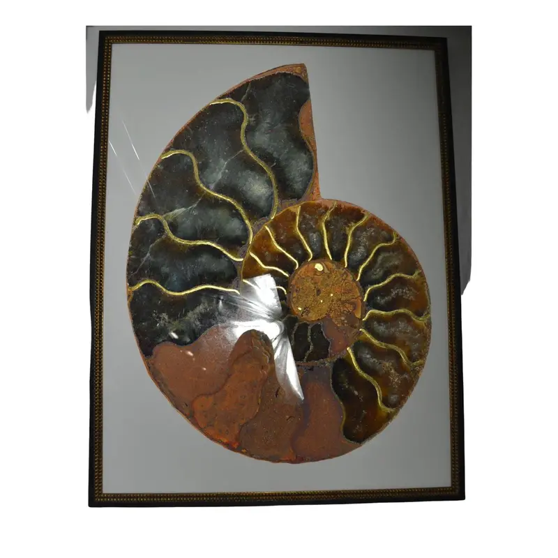 Glided Shell Ii – Gilded Seashell Photograph By Providence Art Group – Framed 1