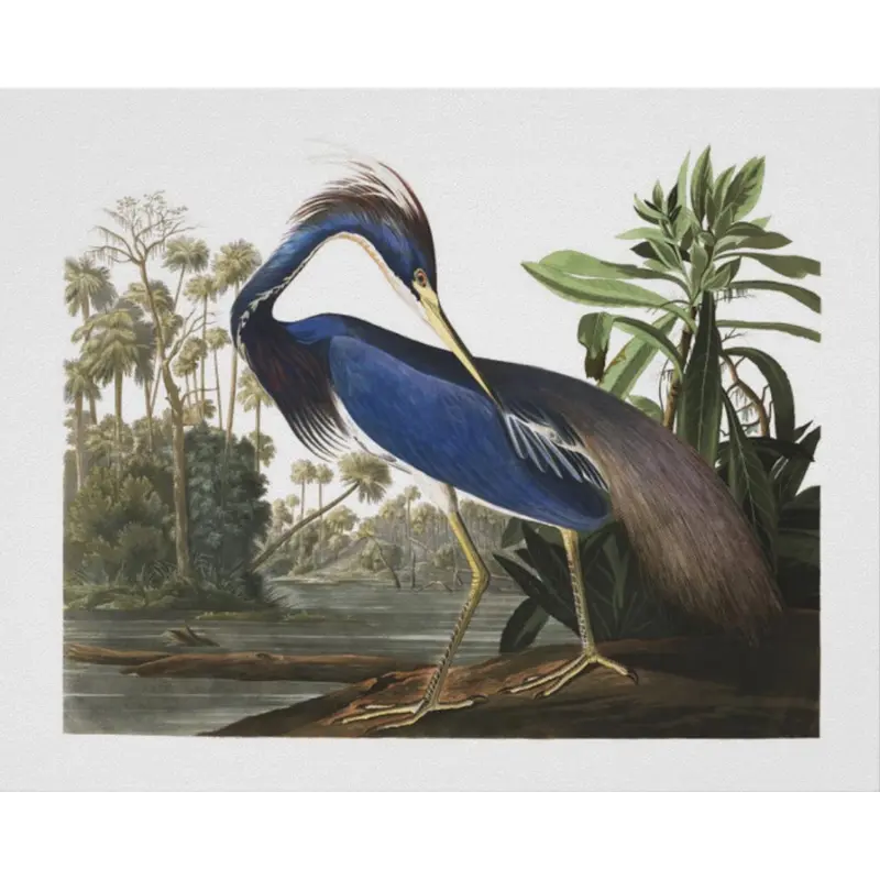 Louisiana Blue Heron Wall Art Print 1